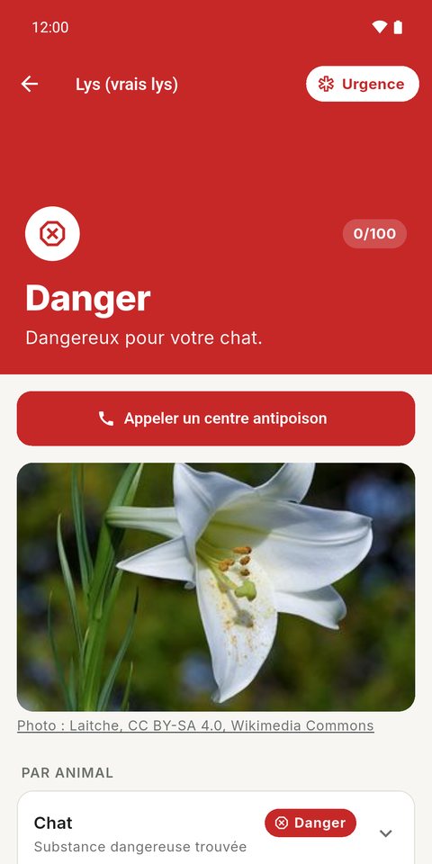 Lys : danger pour le chat